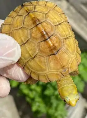 皖南小青纯种三黄正黄喉拟石金钱龟