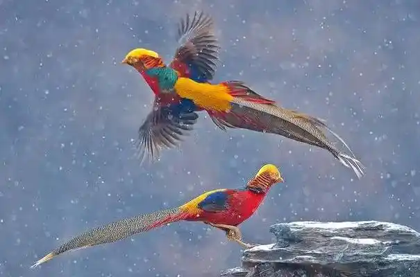 中国第一鸟是什么鸟中华龙鸟一种小型食肉恐龙