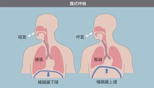 腹式呼吸的图示