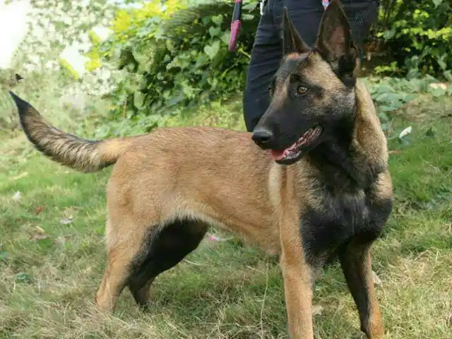 马犬华田园犬(拉丁名:canis lupus familiaris)传统称呼土狗北叫柴狗