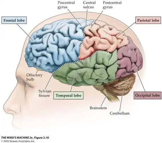 分别是额叶(frontal lobe),顶叶(parietal lobe),颞叶(temporal lobe)