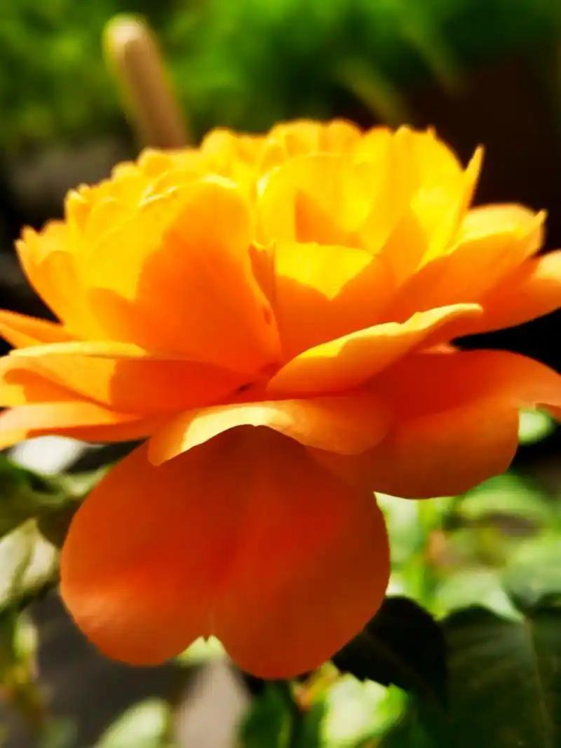 早开的北京市花月季,芳香而艳丽.