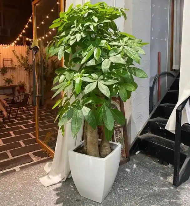 妈妈说客厅得养棵"发财树",讨个"发财"的好彩头,提升运势