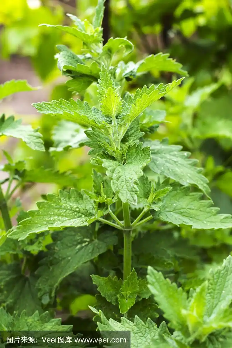 绿色药用植物小茴香,早春