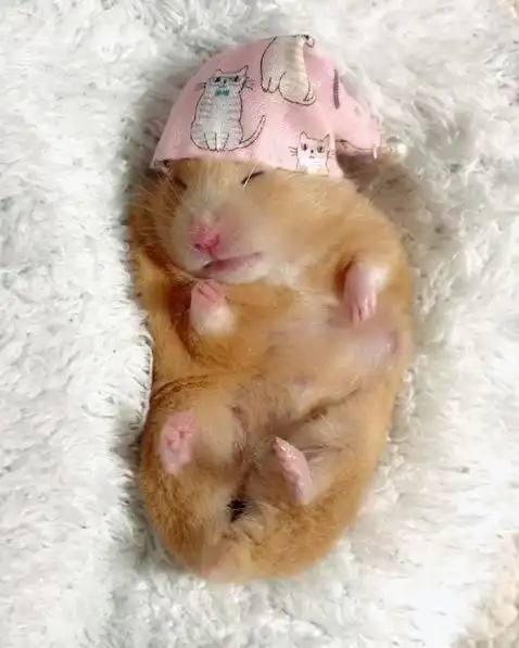 快来看看ig上具有24000名粉丝的睡觉仓鼠,睡的超甜美,圆滚滚的姿态