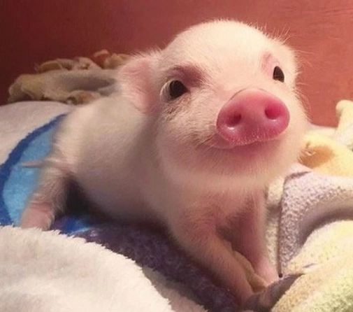 超可爱的小萌猪,看完让人爱不释手!_狗狗
