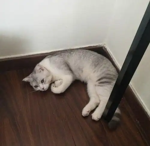 主人赶紧带着猫咪去医院检查,结果医生说猫咪得了软骨病,需要进行手术