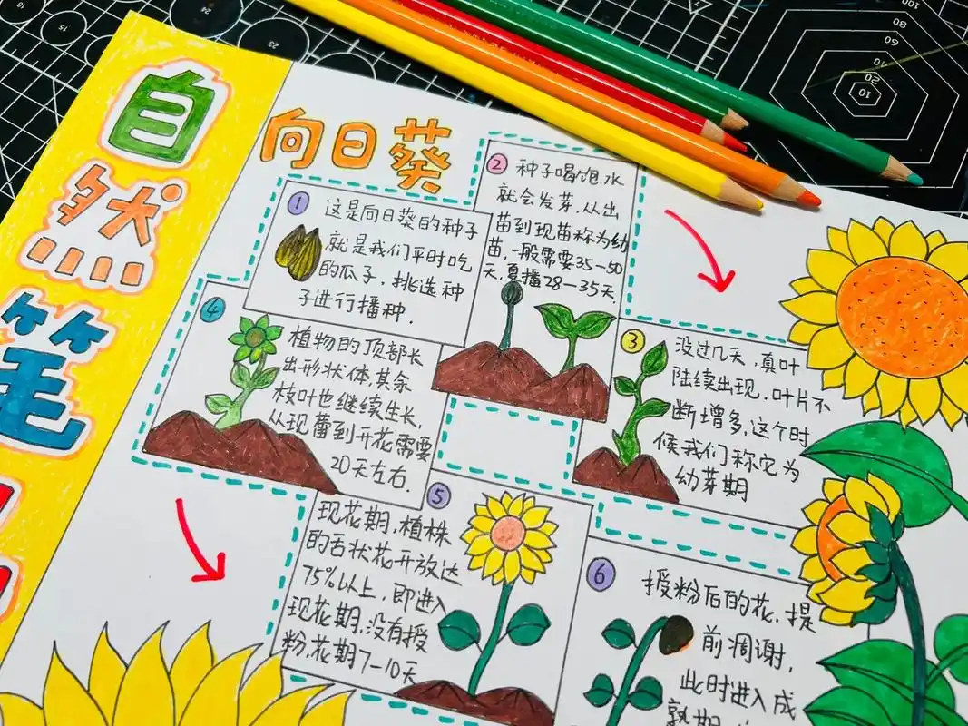 向日葵自然笔记.植物生长记 向日葵自然笔记 向日葵的生长过程 - 抖音