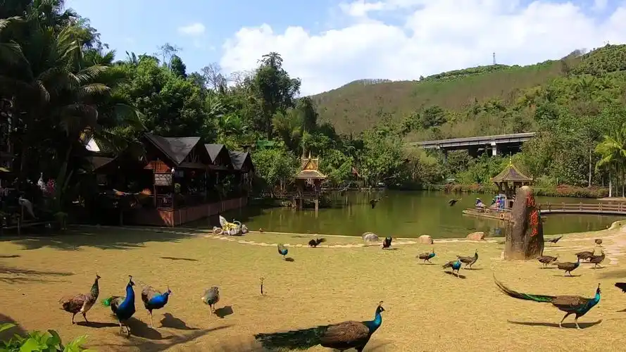 孔雀竟然真的能飞西双版纳数百只孔雀齐飞简直美上天