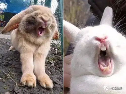 没有什么比咆哮的兔子更恐怖的了,不信你瞧