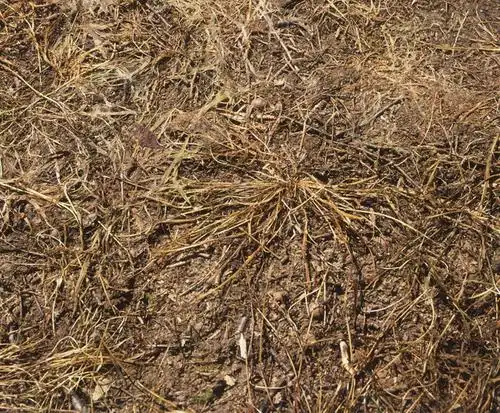 无人,横图,俯视,室外,特写,白天,植物,阴影,枯萎,光线,影子,枯草,草