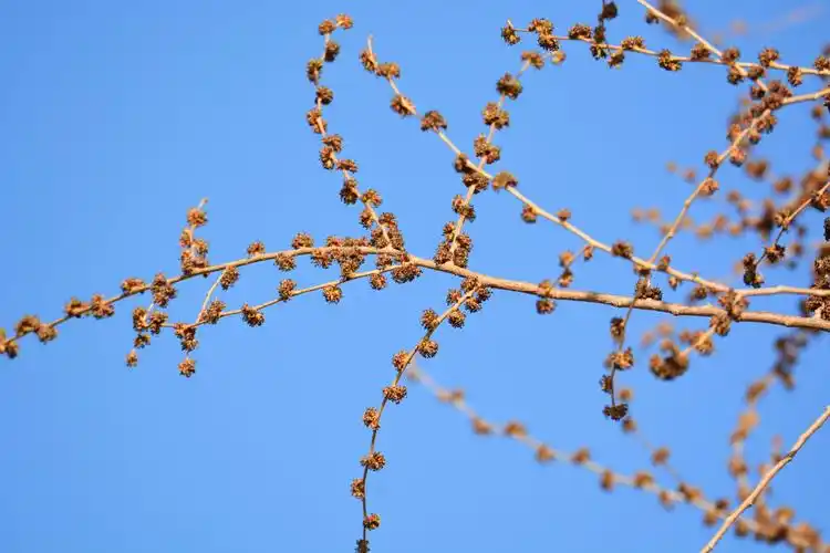 榆树花原创拍摄