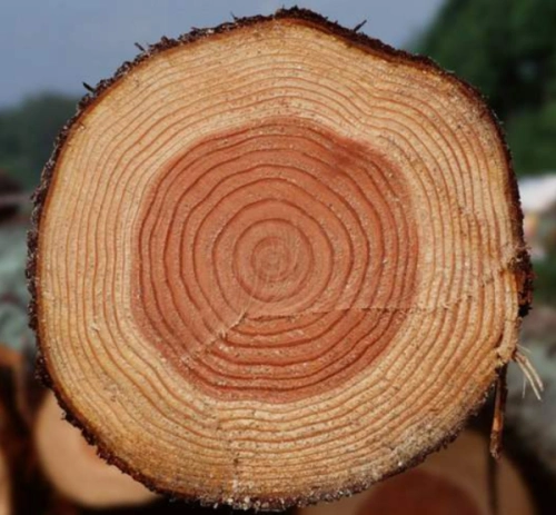 在北半球,树的年轮较密的朝哪个方向