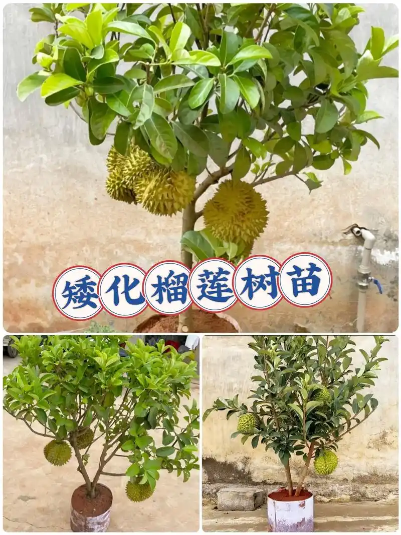 金枕榴莲 改良过的矮化榴莲嫁接树苗!好种活好管理