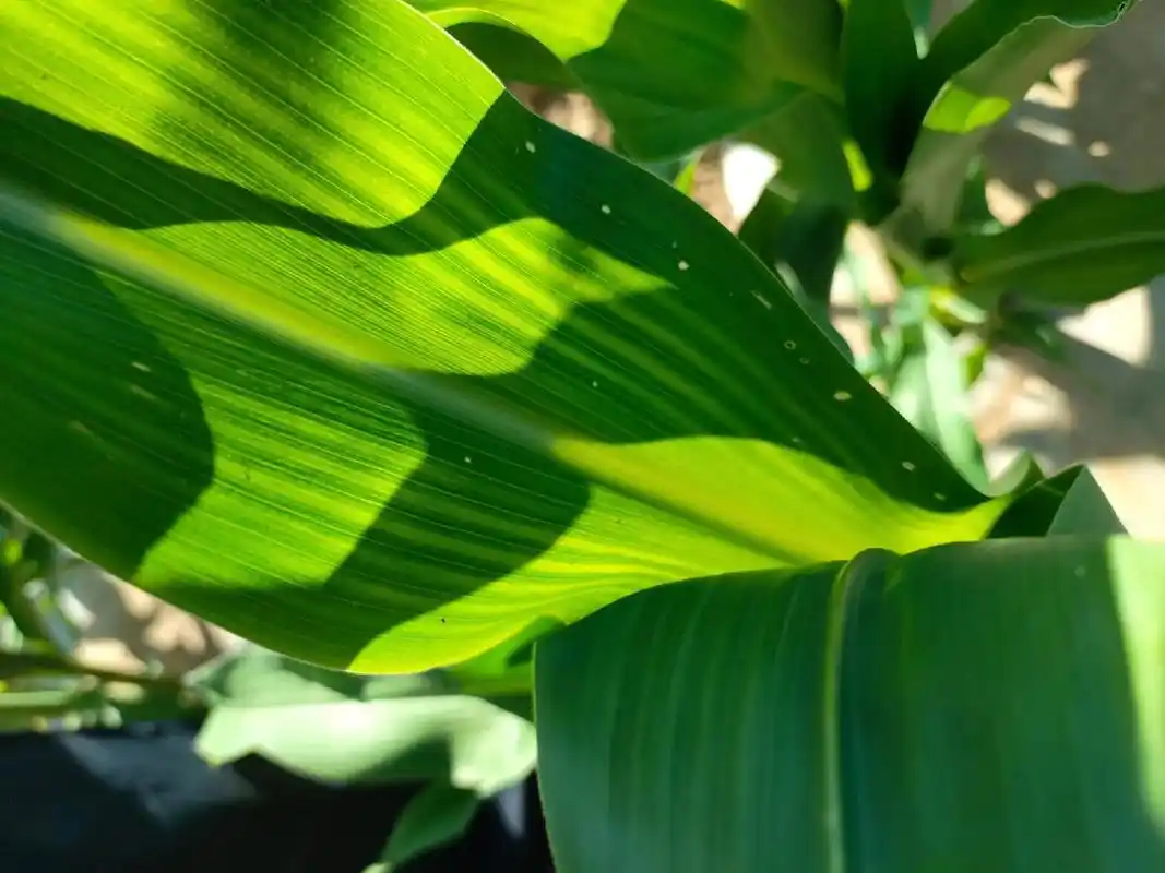 现在棉区春播玉米普遍在6-10片叶,株高50-100厘米