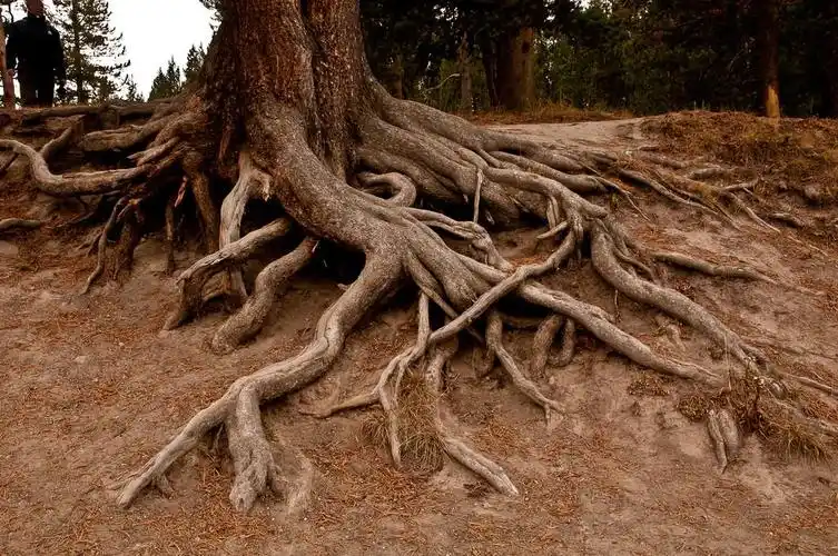 树的根部,树的根部