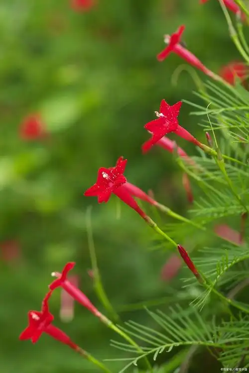 茑萝又叫五角星花