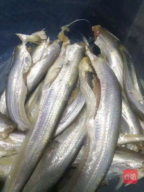 凤尾鱼图片(长江凤尾鱼图片)