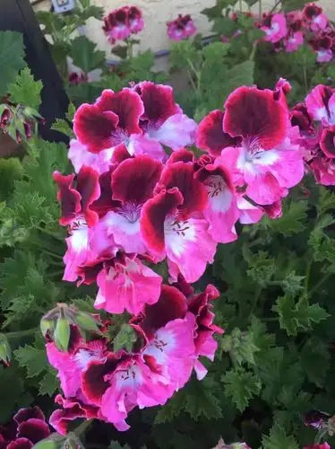 寻找他乡之美丽花卉:天竺葵