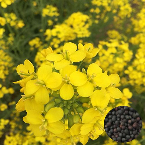 一播大地正常发货  观赏油菜花种子 快开花耐寒油菜花籽榨油食用油