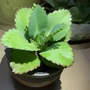 大叶落地生根多肉植物宽叶不死鸟蕾丝公主办公室防辐射绿植盆栽小