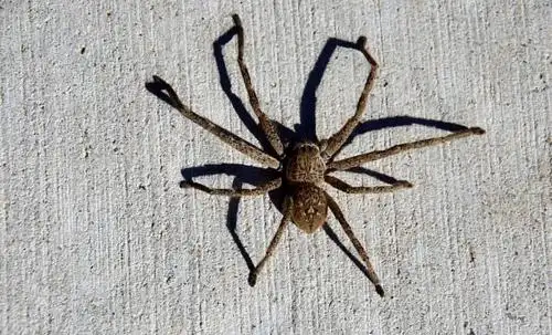 屋内惊现十只超大蜘蛛澳女被吓到崩溃网友把房子烧了吧