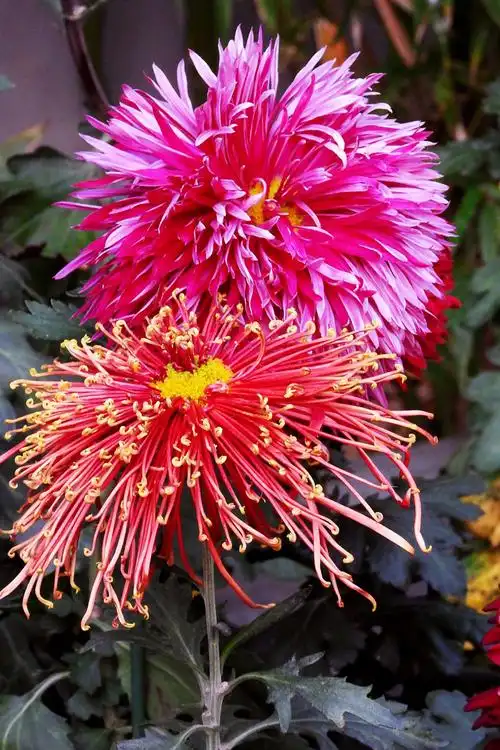 郑州最美的菊花,行将告别2020