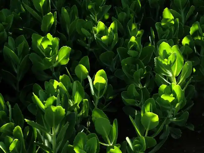 绿色之光——玉渊潭草木