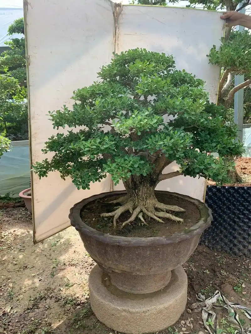 黄杨盆景欣赏.黄杨#盆景 #盆景艺术 #黄杨盆景 硬货集合啦 - 抖音