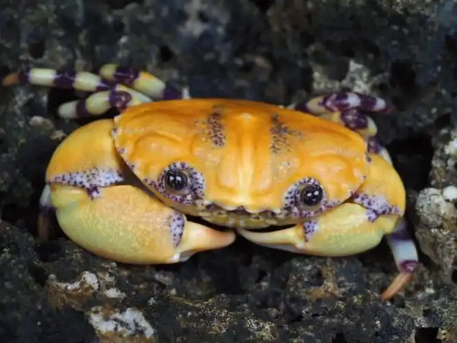 钱不一定能生钱但钳真的可以生钳