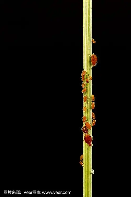 蚜虫在黑地上的树枝上