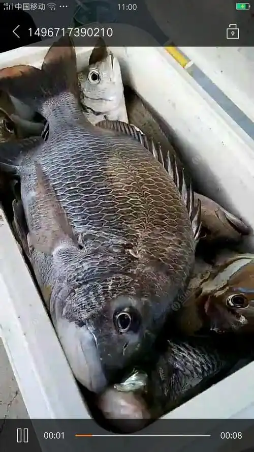 龙栖湾海钓爆箱黑鲷