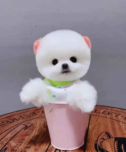 如果有需要的可以找我.随时都在线.