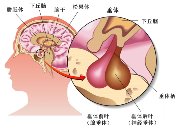 看不长个或者早发育为什么要查垂体核磁共振?
