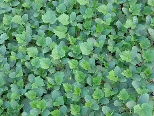 黄瓜苗嫁接好护理手法少不了