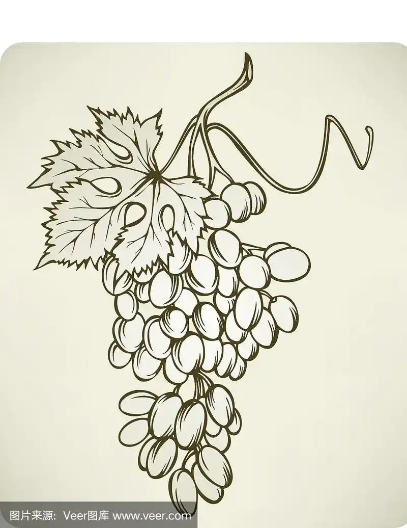 葡萄,手绘,矢量插图.