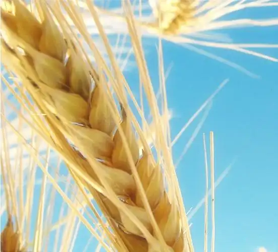 p>一粒小麦(triticum monococcum),小麦属中最原始的栽培种.