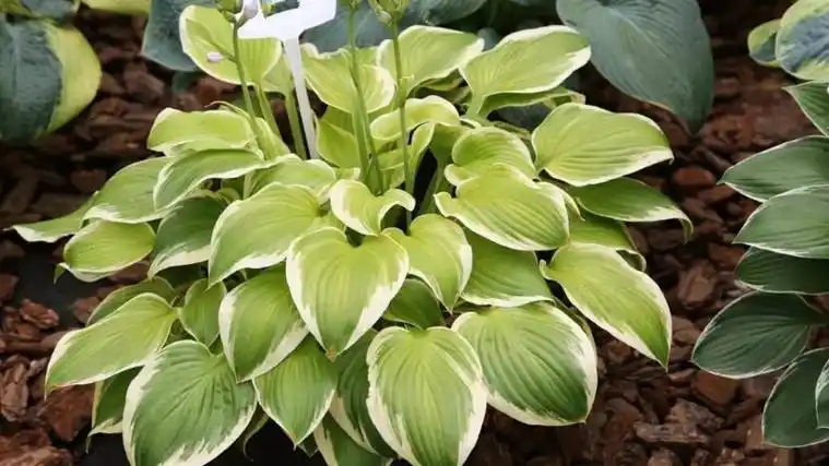 养殖狮头茉莉的方法