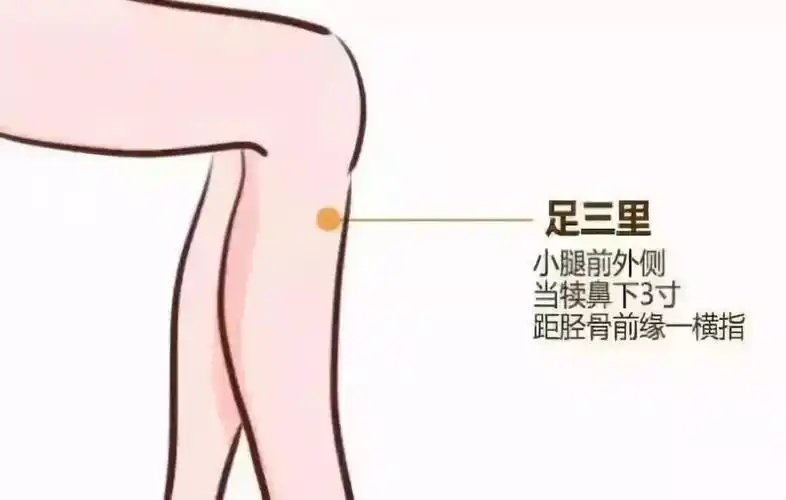健脾_保健_夏天去首页> 生活          足三里足三里穴: 在小腿外侧