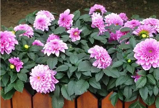 大丽花好养吗大丽花什么时候开花几月