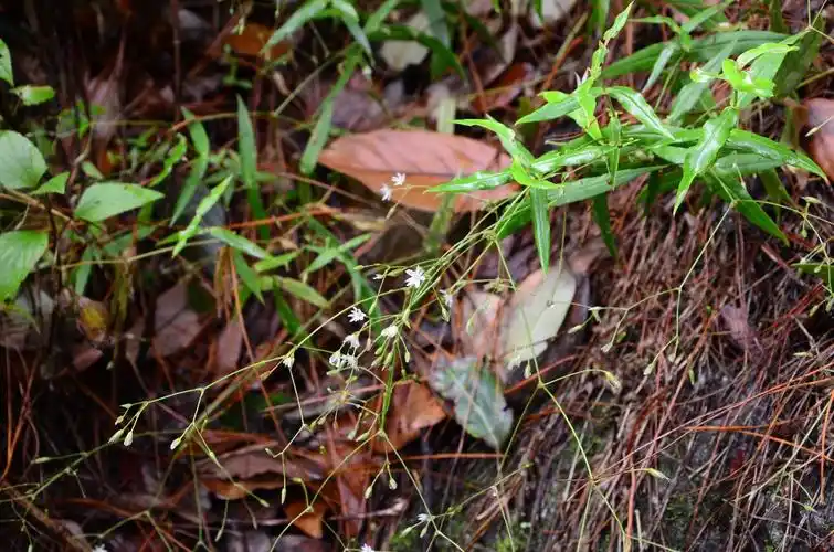 苍山洱海植物--抱茎箐姑草(三)