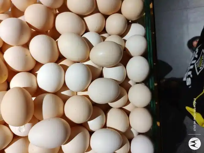 猪肉便宜鸡蛋又贵了楼下早市白壳蛋5快6一斤了老百姓菜篮子都吃不饱