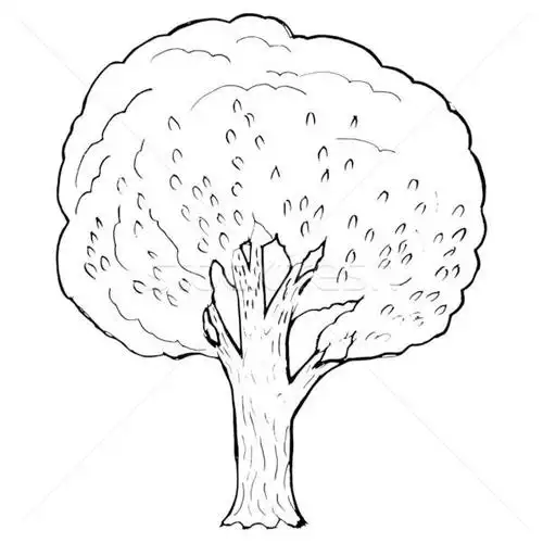 白杨 手工绘制 向量 漫画 插图 树 商业照片 perysty