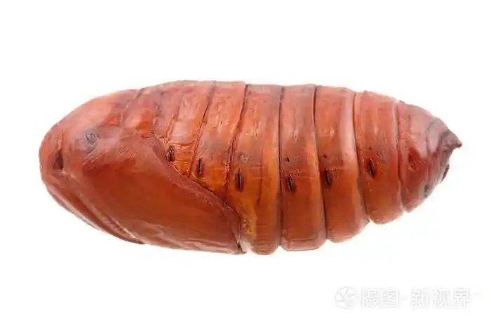 蚕蛹蚕丝虫茧在白色背景上