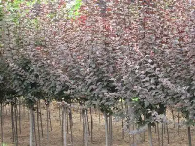 图片展示紫叶李价格紫叶李小苗