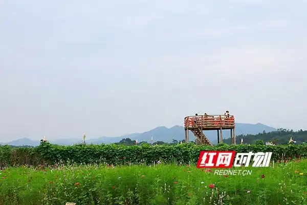 蓝山:花海如画醉游人