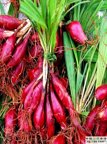 拍3斤包邮 野生小红葱 小红蒜 红葱头 珠葱 百步