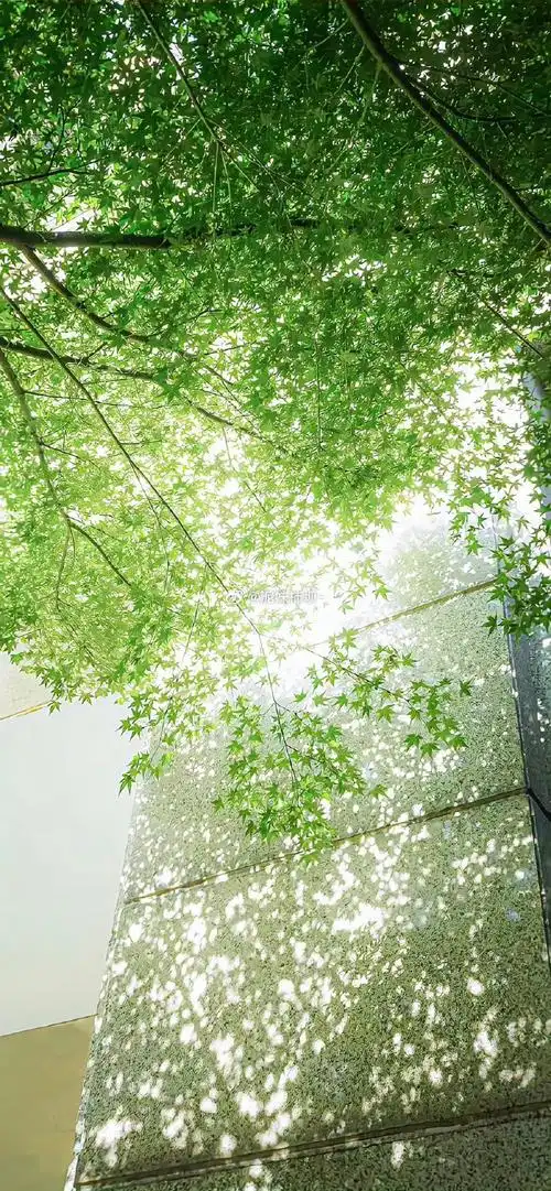 【图片编号 2537】爱护眼绿色手机壁纸呀#朋友圈背景图##ins手机壁纸