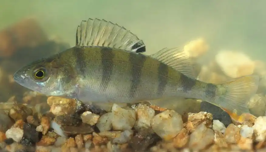 p>河鲈(学名: i>perca fluviatilis /i>)是鲈科,鲈属鱼类.