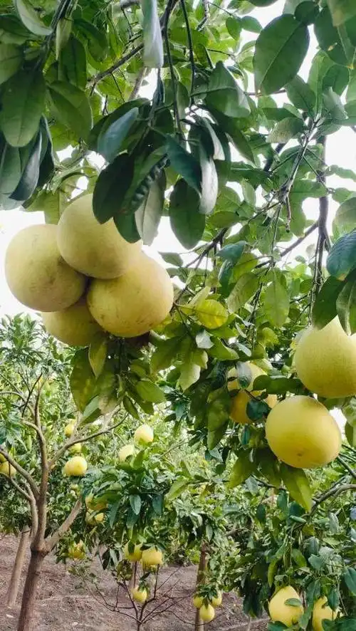 自家100棵红心柚丰收,萧山网友有点愁:欢迎大家来摘